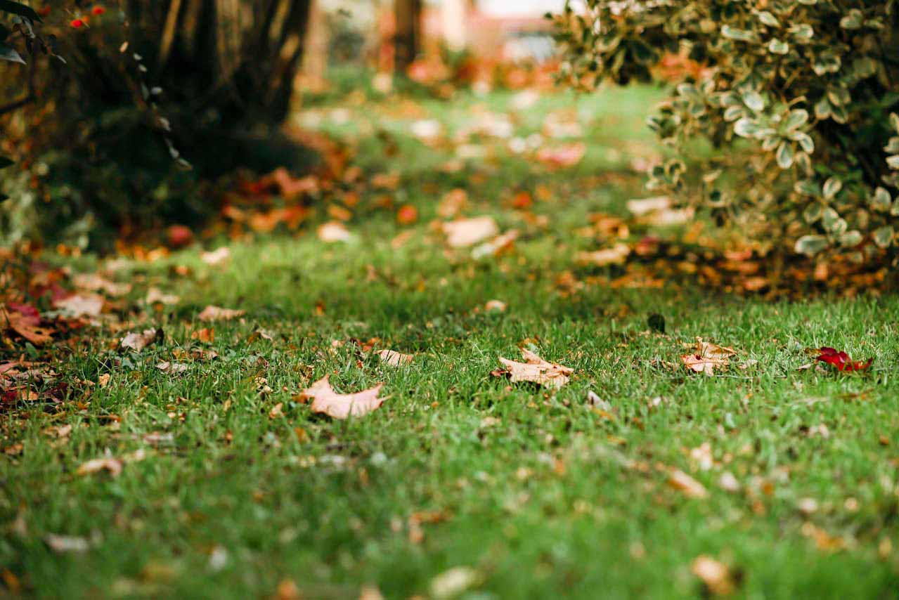 Nettoyage d'automne