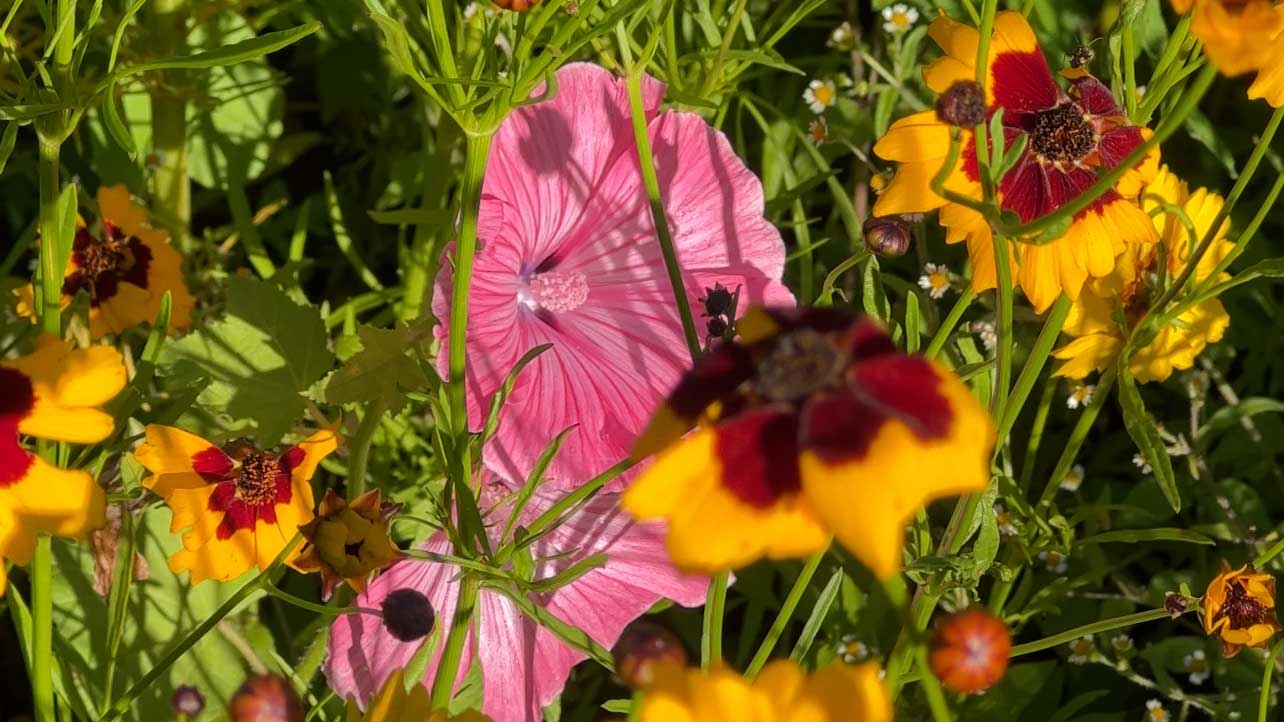 Semences de fleurs sauvages