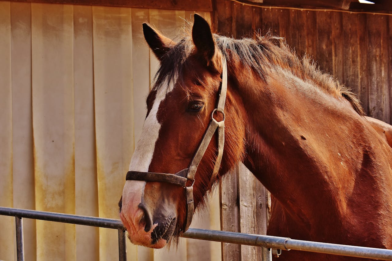 Premiers soins pour cheval