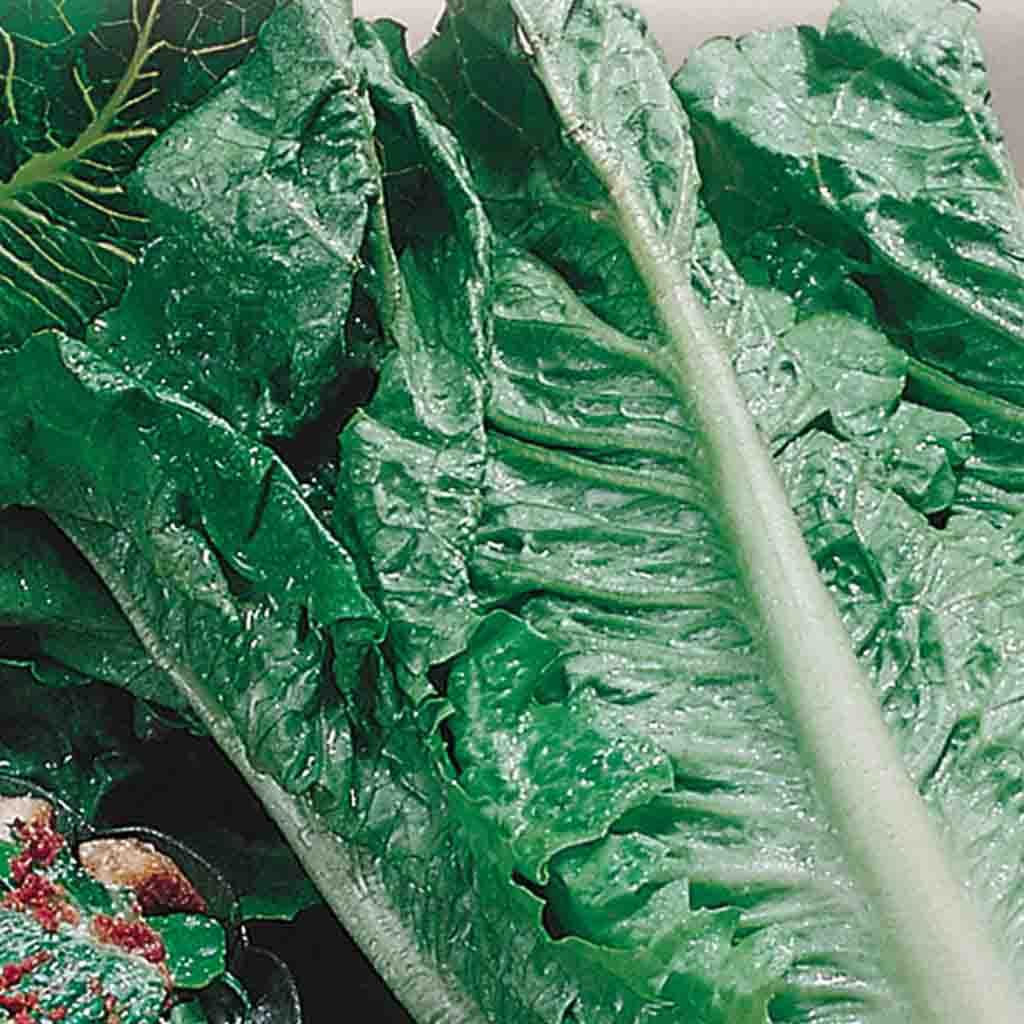 Laitue Cos or Romaine