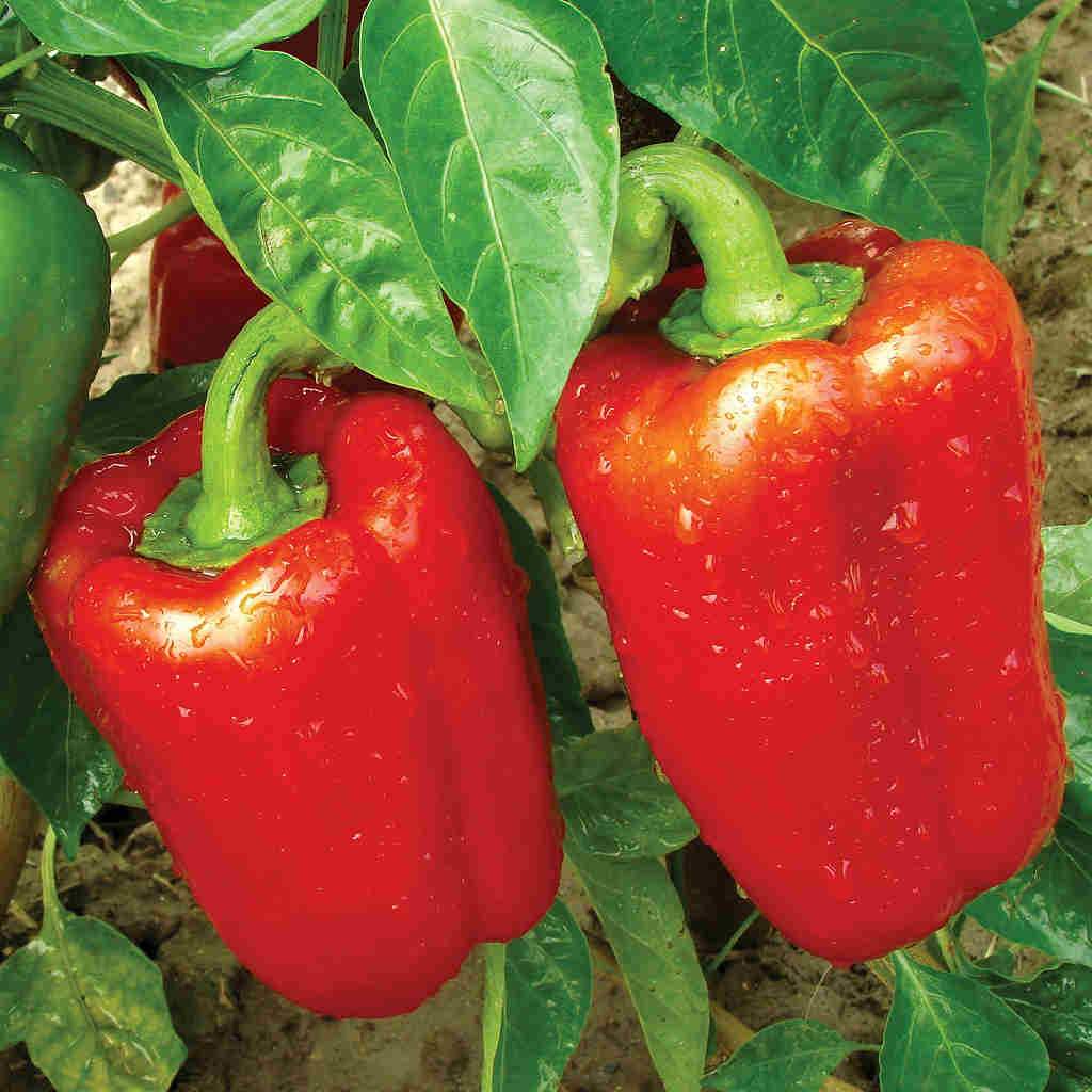 Poivron Early California Wonder - Bio
