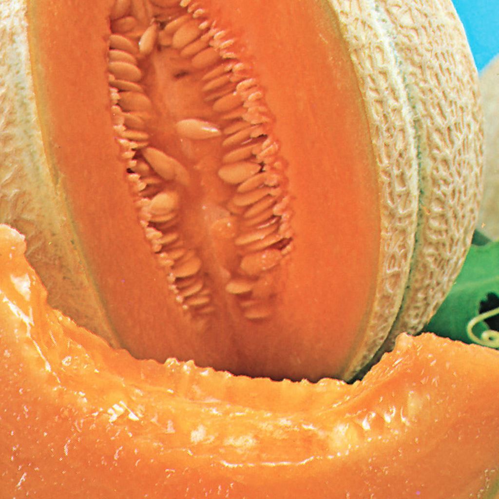 Cantaloup Hearts of Gold - Bio