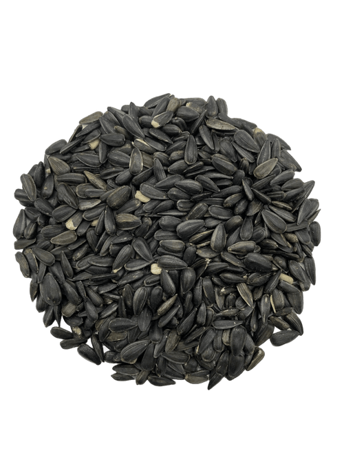 Graines de tournesol noires