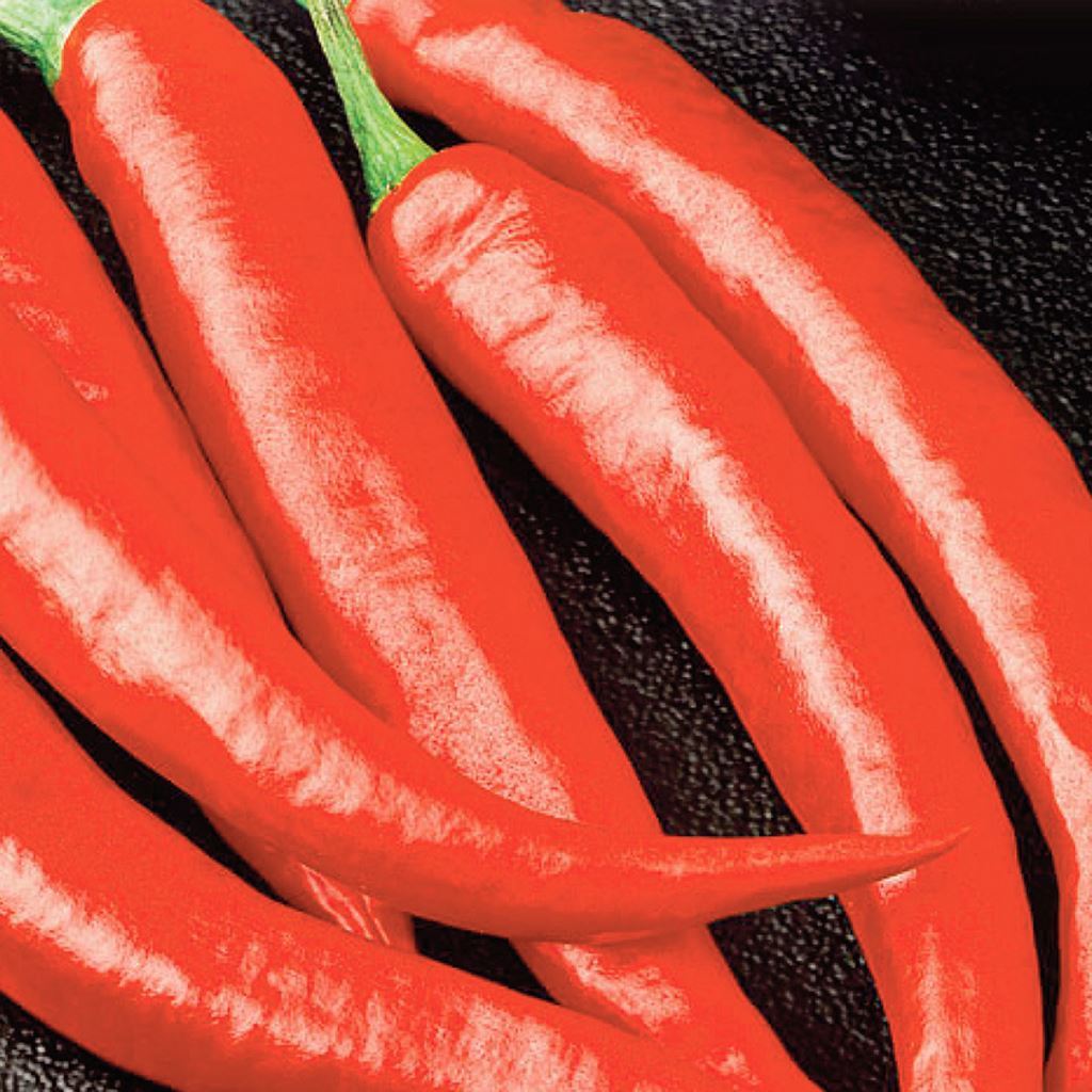 Piment Long Red Cayenne Slim - Bio