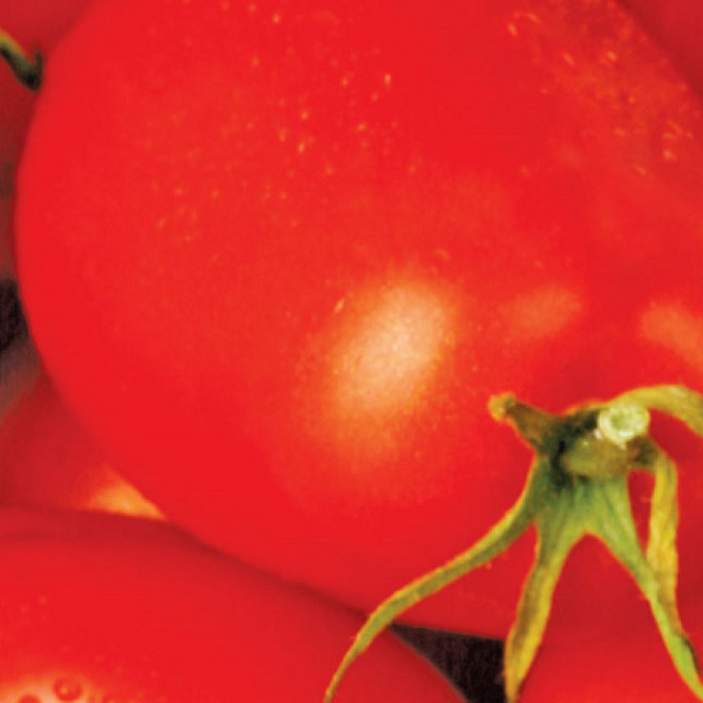 Tomate Roma - Bio