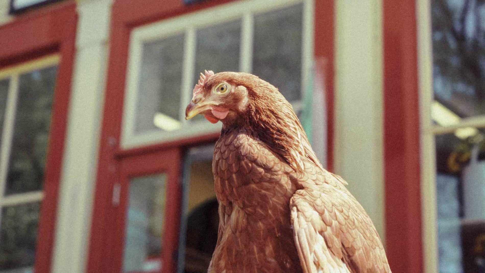 Où acheter des poules pondeuses dans les Cantons-de-l'Est : le guide 2027