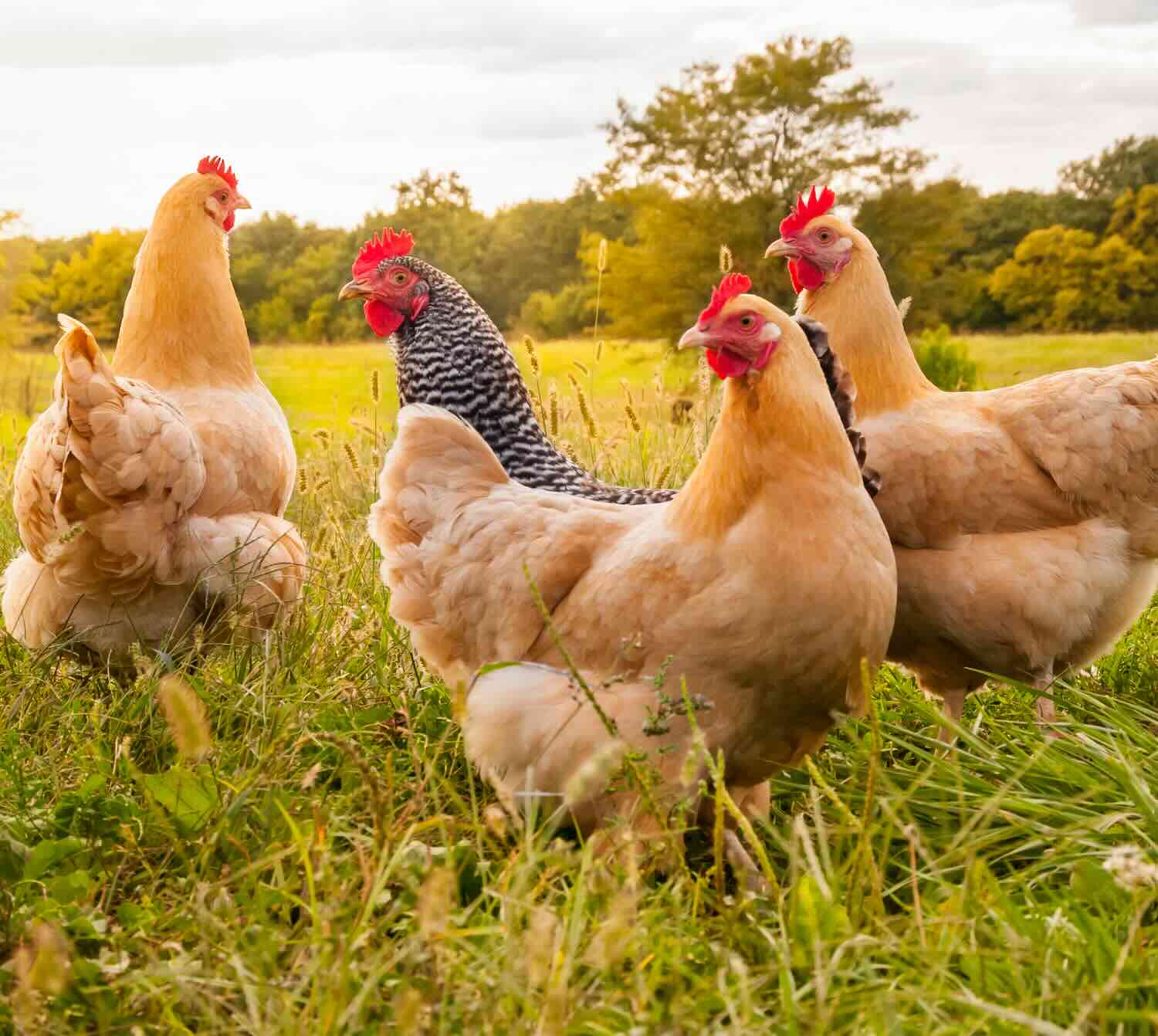 quatre poules pondeuses dans un champ