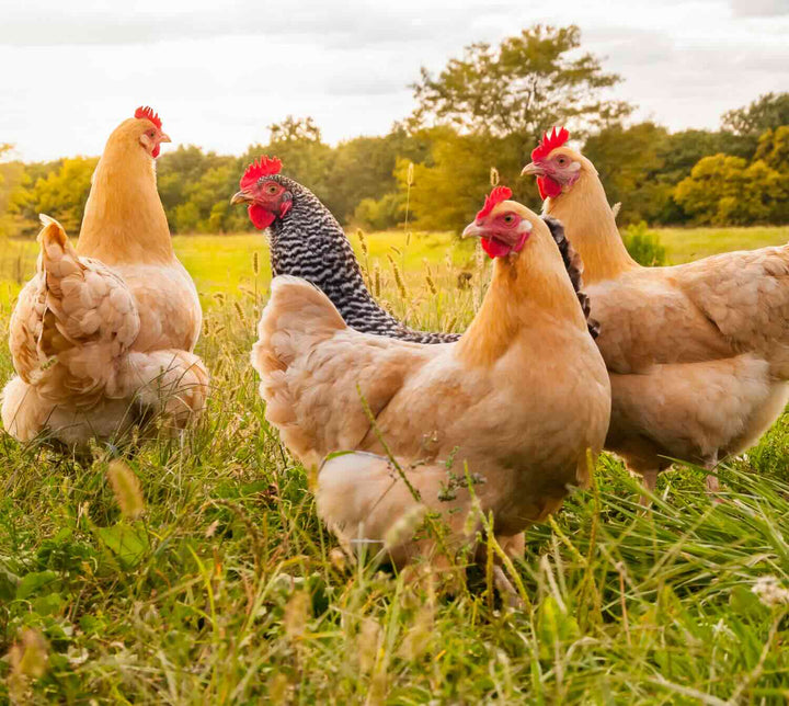 quatre poules pondeuses dans un champ