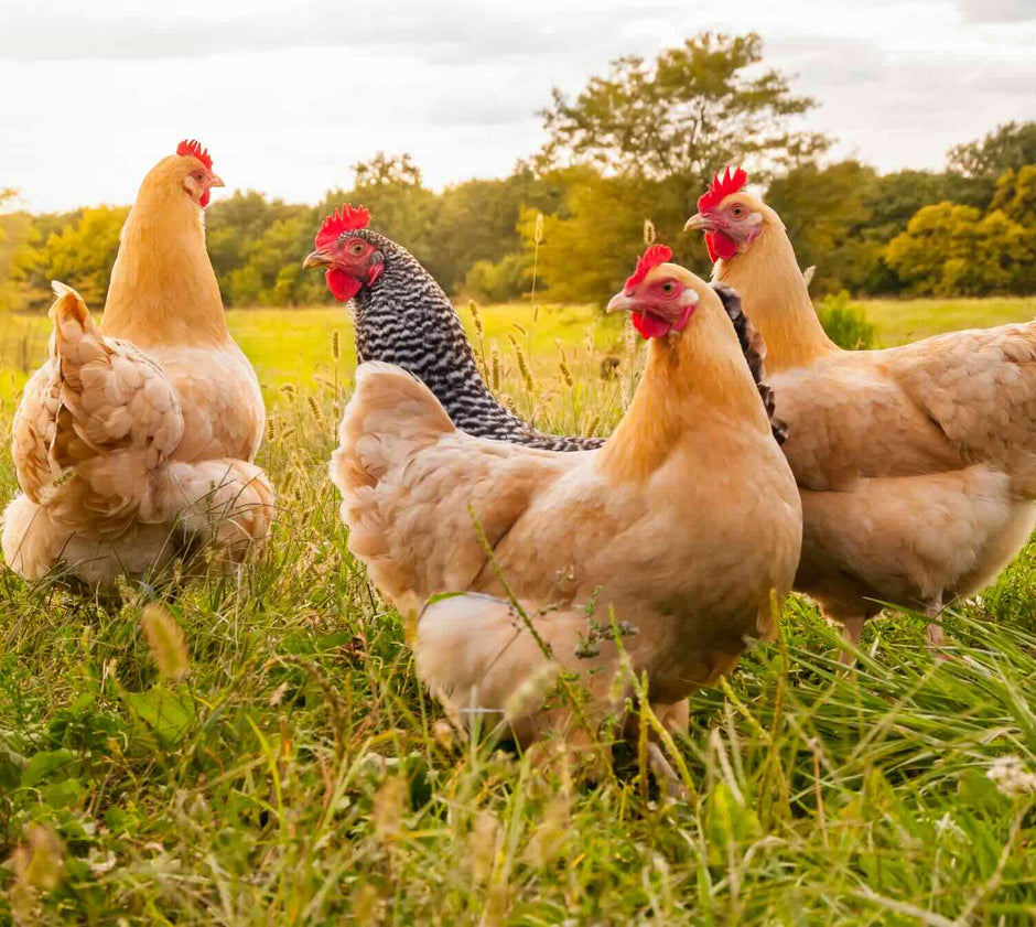 quatre poules pondeuses dans un champ