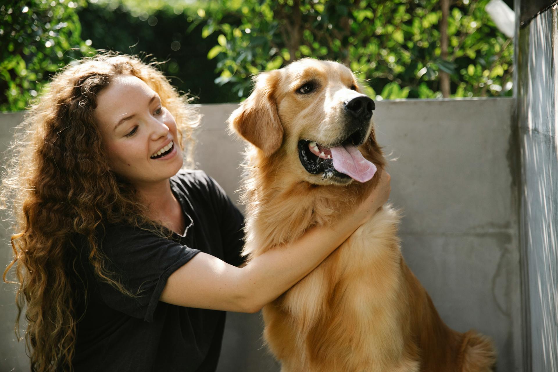 Systèmes de clôture pour chiens