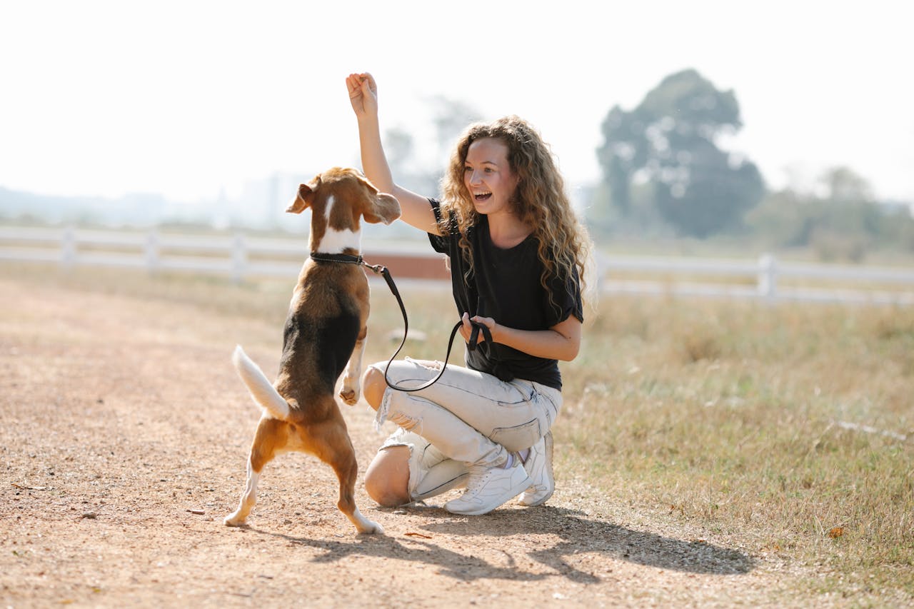 Friandises pour chien