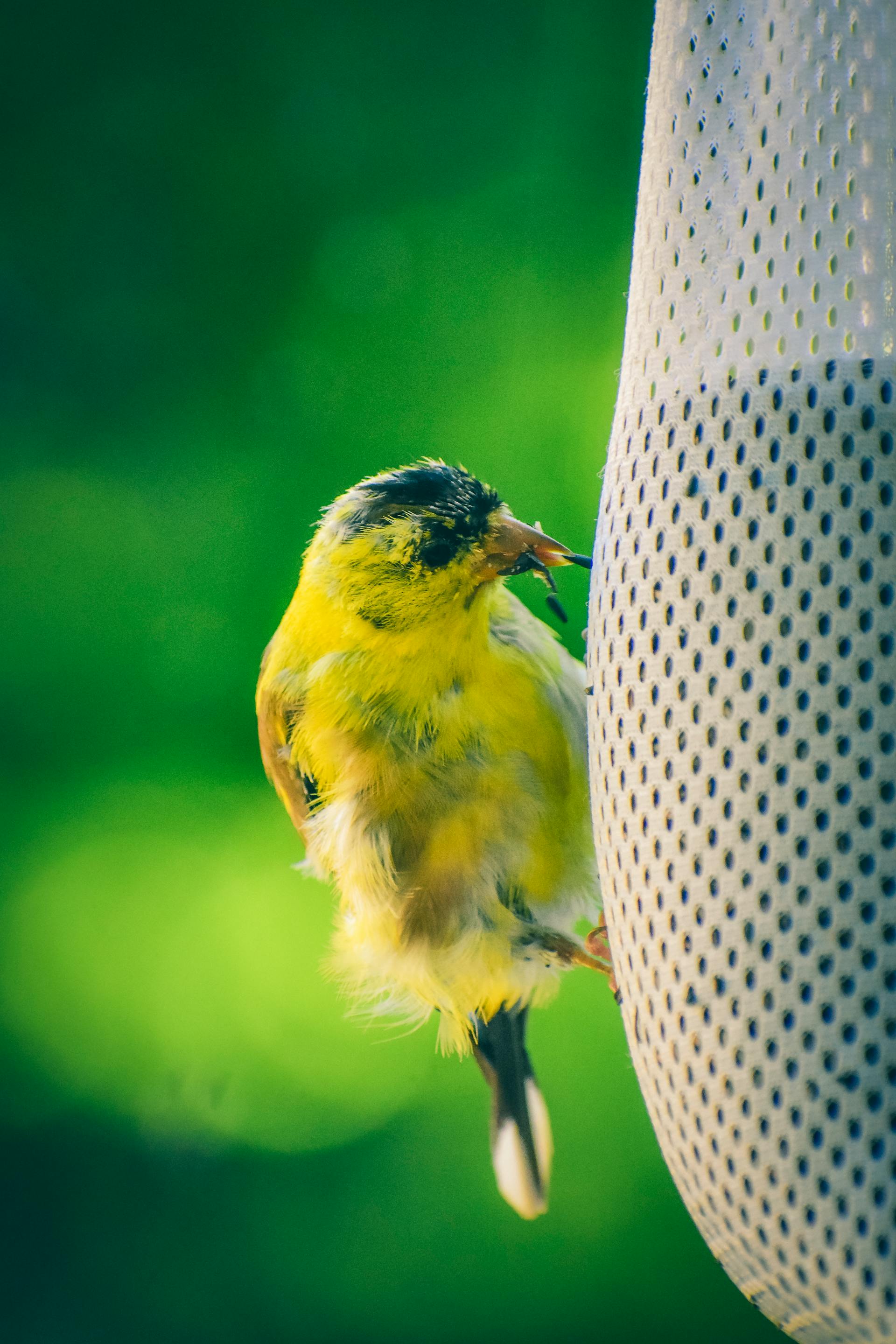 Graines pour oiseau sauvage