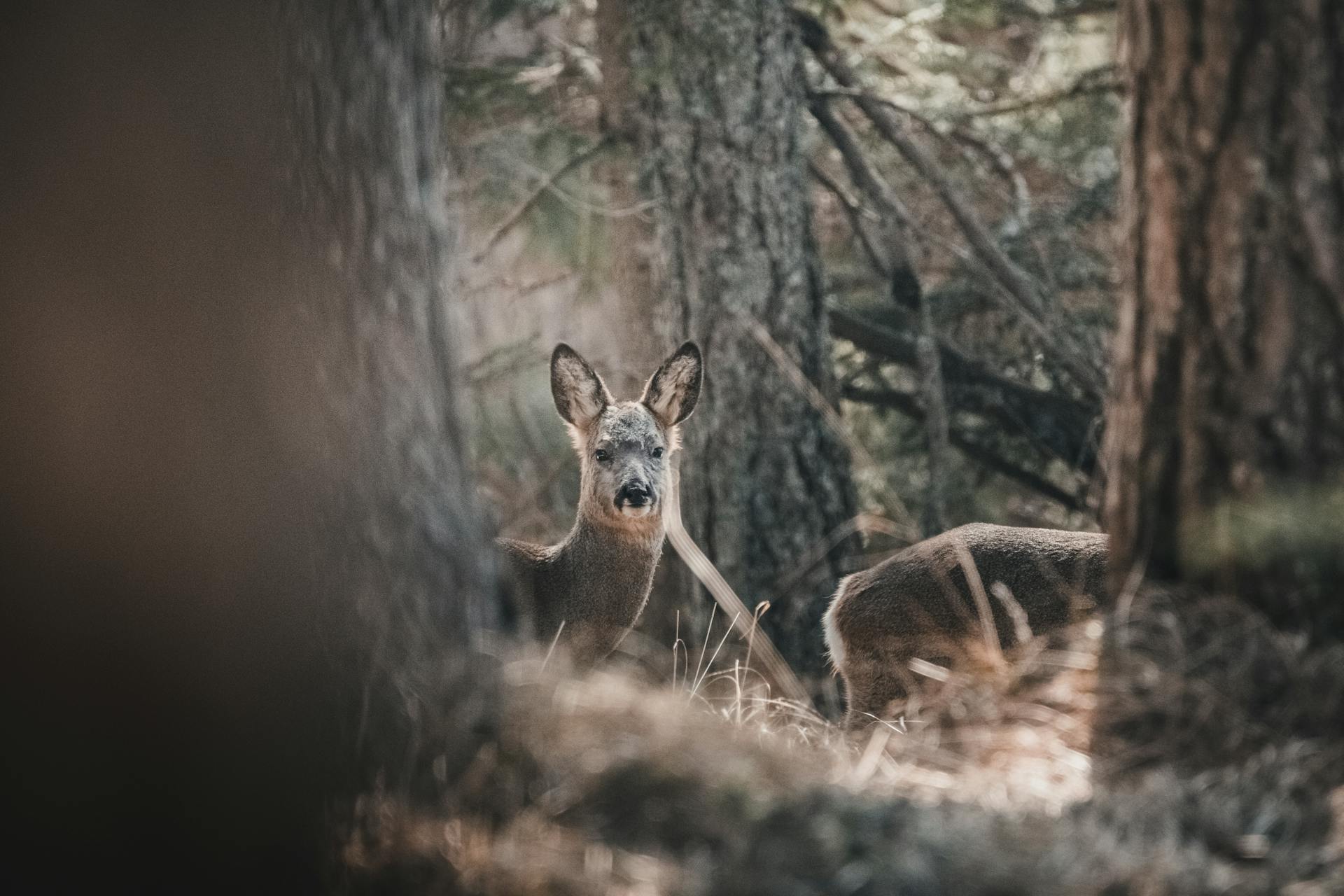 Sel pour la chasse