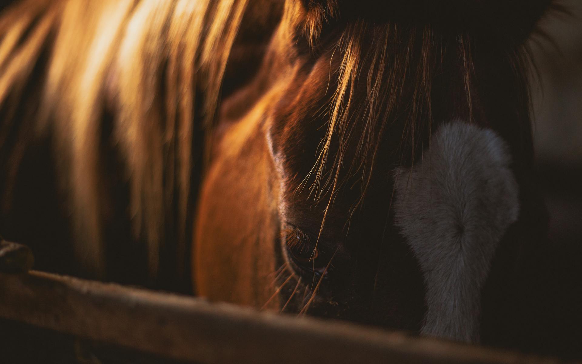 Liniments et cataplasmes pour cheval