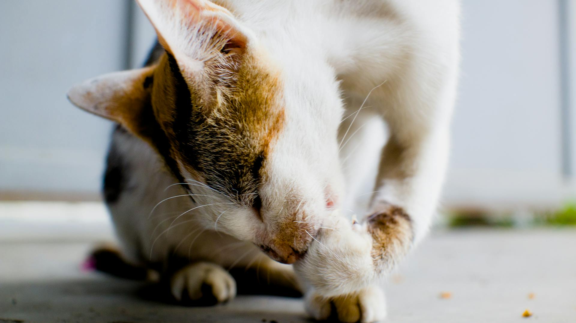 Toilettage pour chat