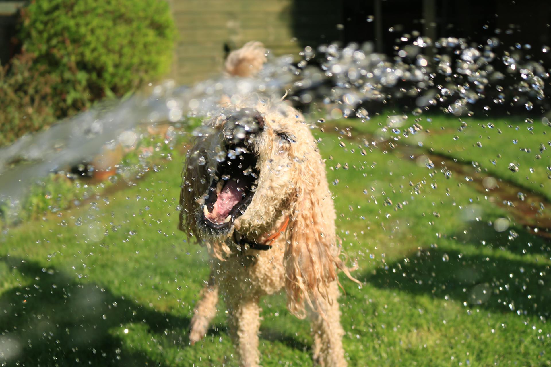 Toilettage pour chien