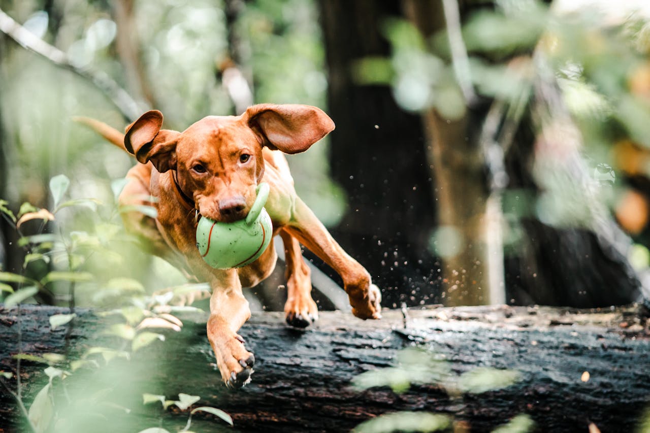 Jouets pour chien