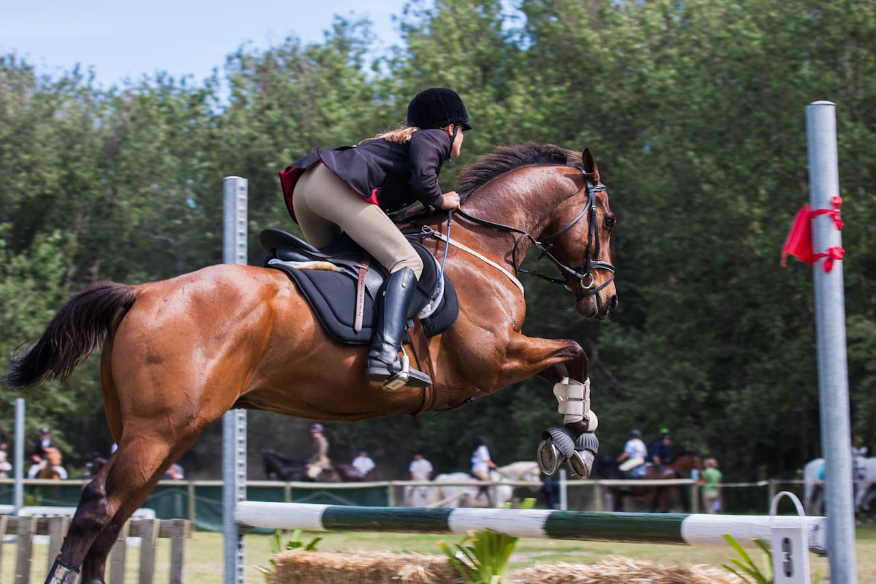 Vitamines et suppléments pour cheval