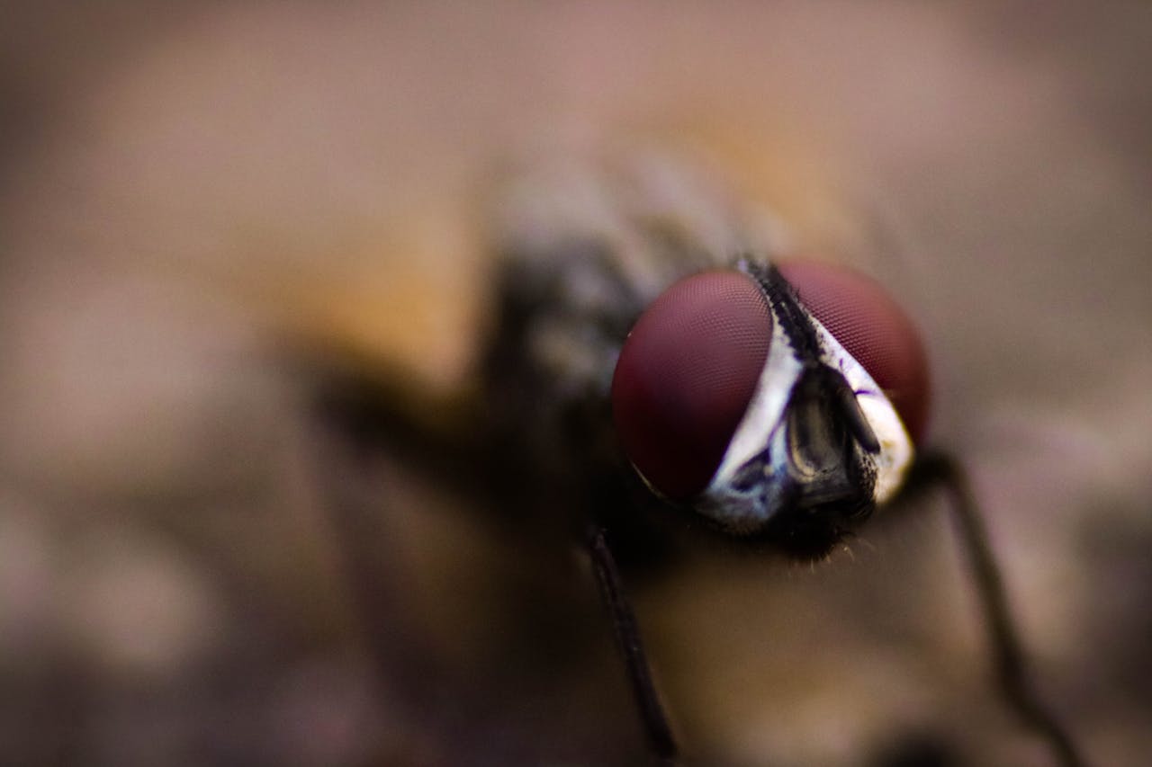 Contrôle des mouches et insectes pour cheval