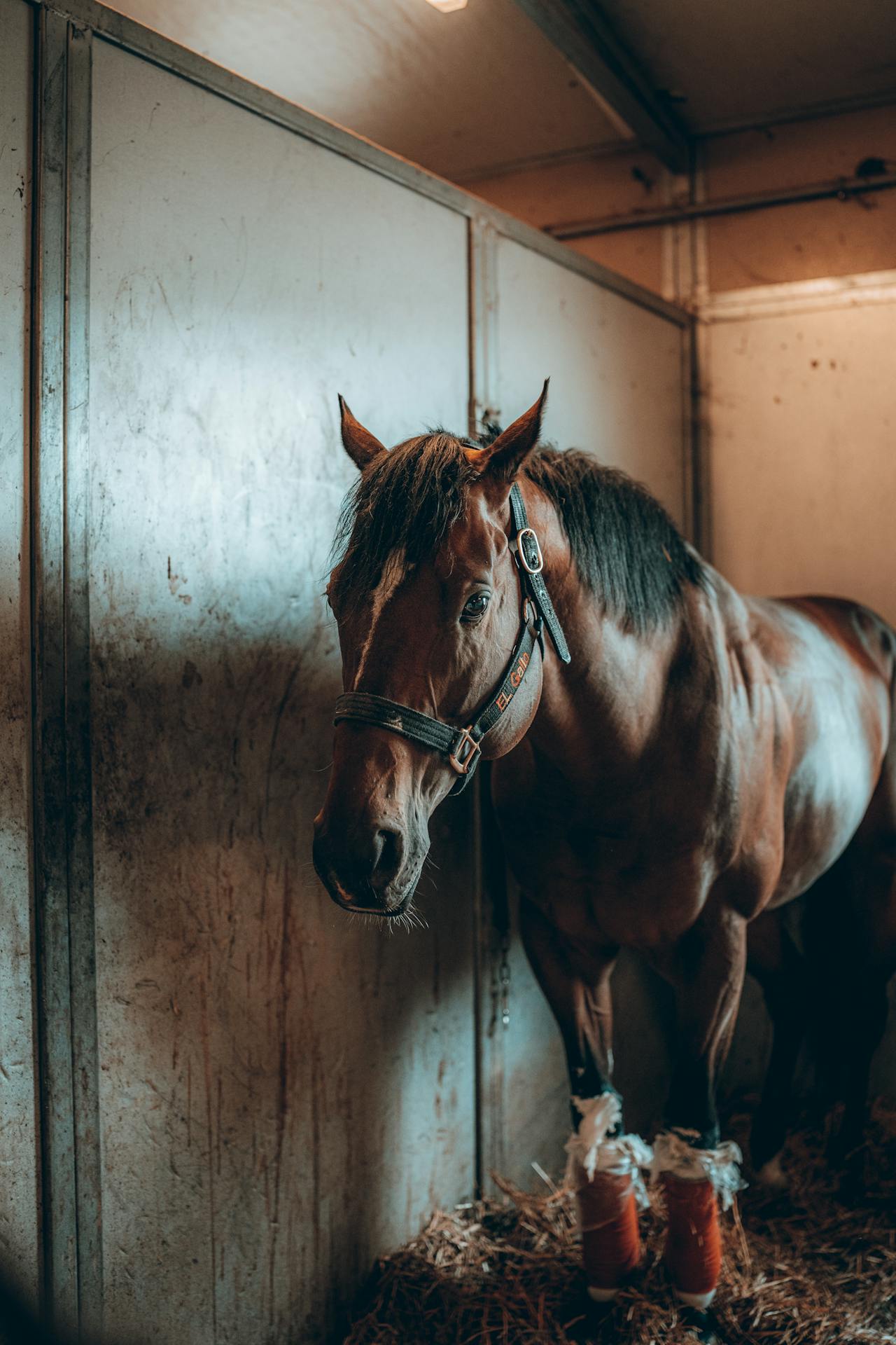 Litière pour cheval