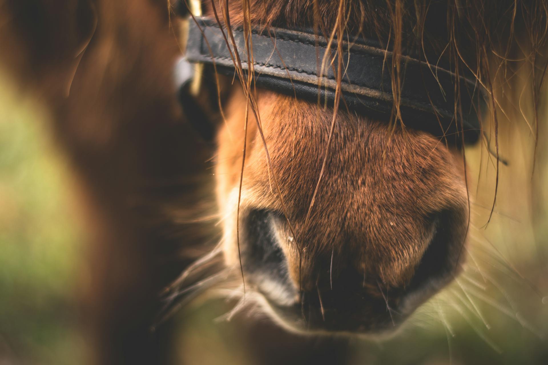 Friandises pour chevaux