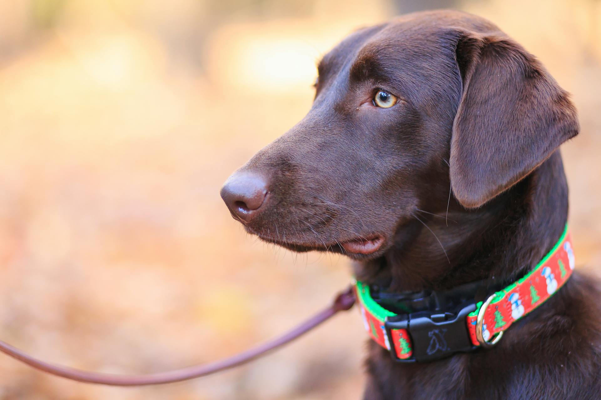 Colliers, laisses et harnais pour chien