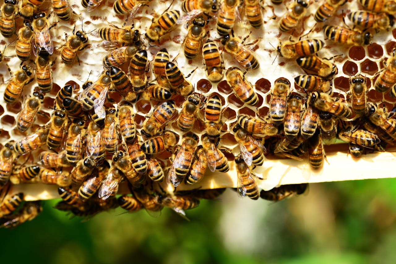 Apiculture