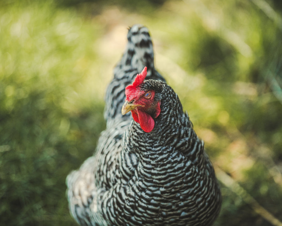 Abreuvoirs chauffants pour poules