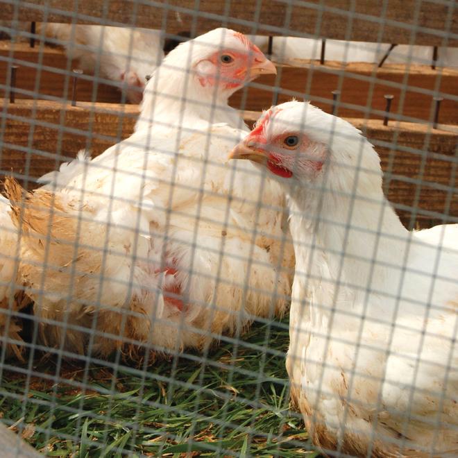 RANCHMASTER - Galvanized Welded Wire (1" x 1") 