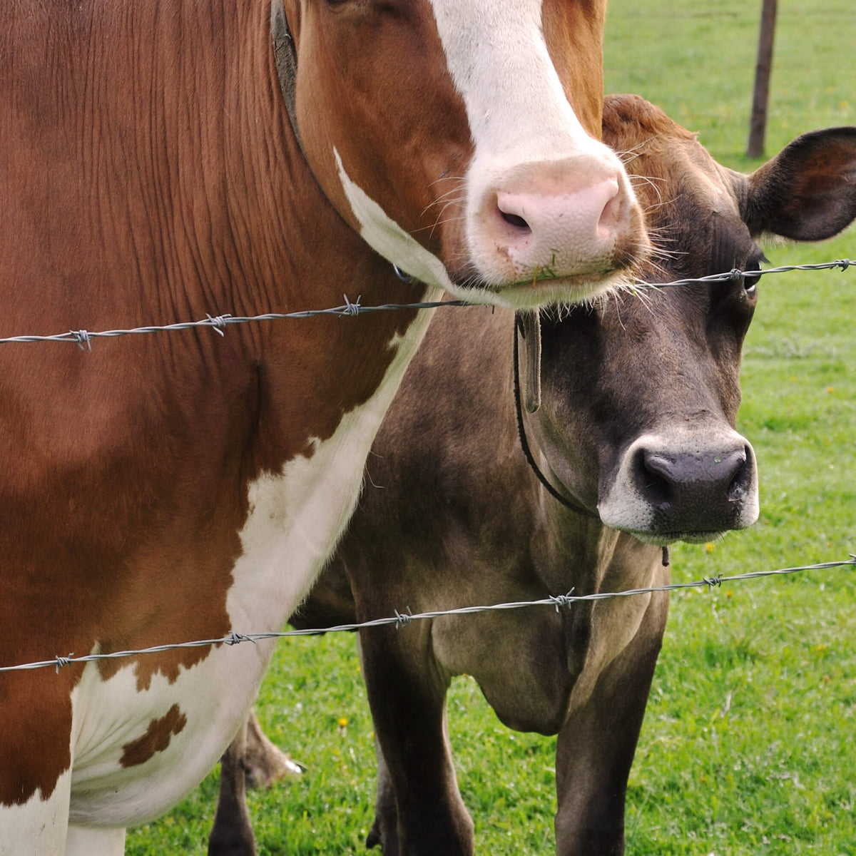 Fil barbelé (12.5Ga), Classe 1 - RANGEMASTER