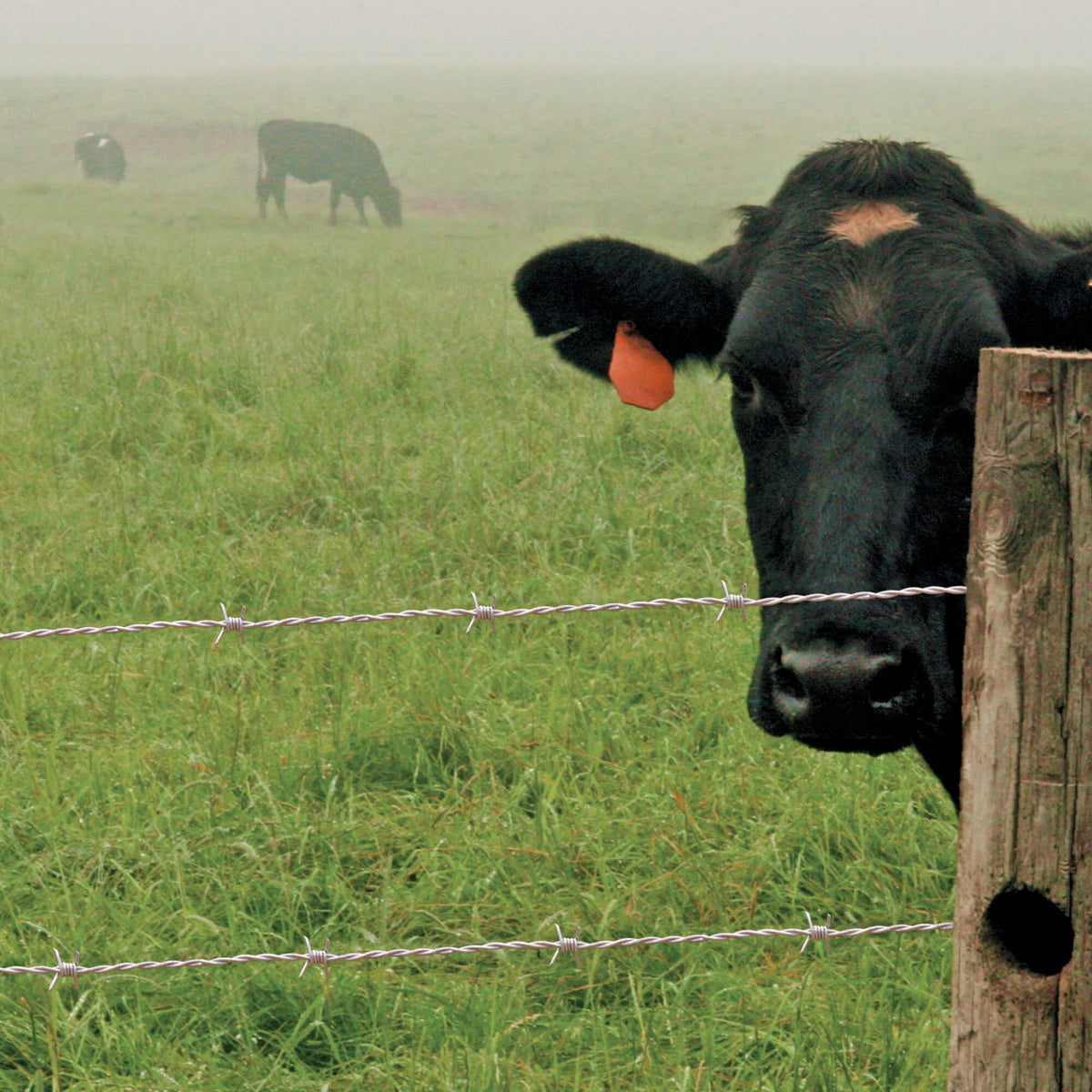 RANGEMASTER - High Tensile Barbed Wire 4pt (15.5Ga), Class 3 