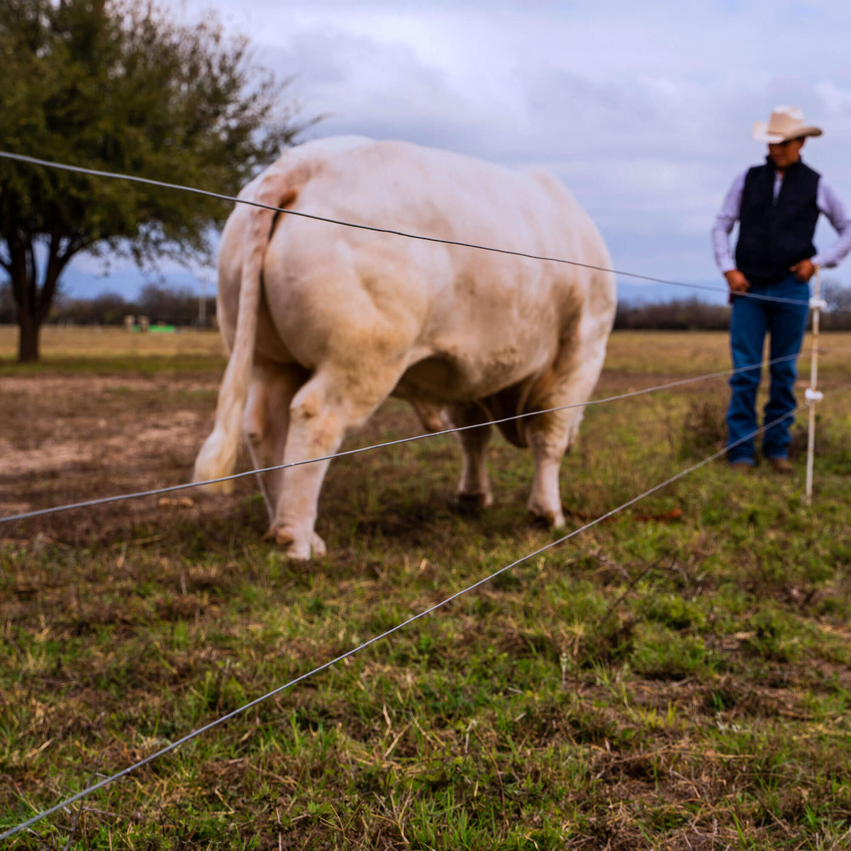 Fil de clôture électrique galvanisé calibre 14Ga, 400m (1312')