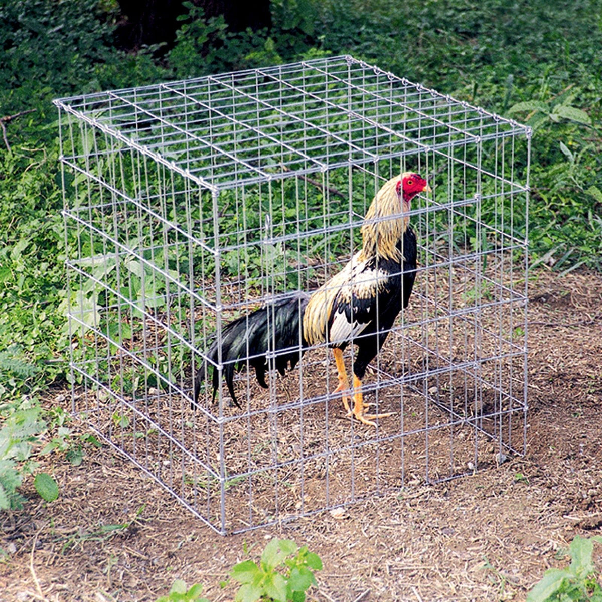 RANGEMASTER - Welded Galvanized Utility Wire (2" x 4") 12.5 Gauge