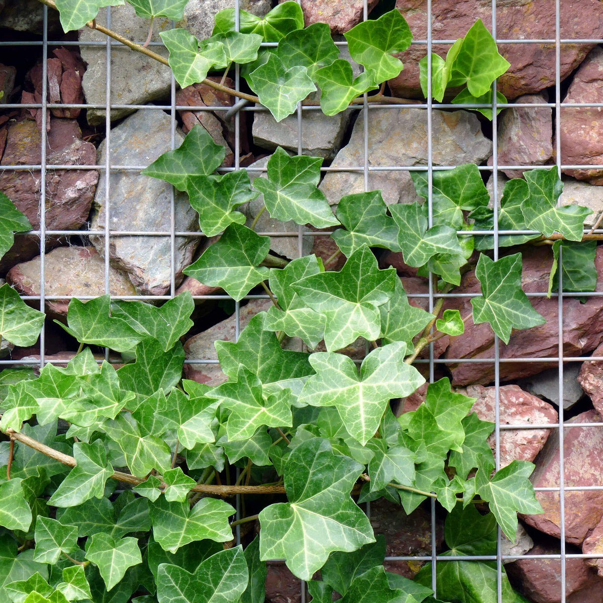 Welded Galvanized Utility Wire (2" x 4") 14 Gauge - Tree Island Steel - Toughstrand