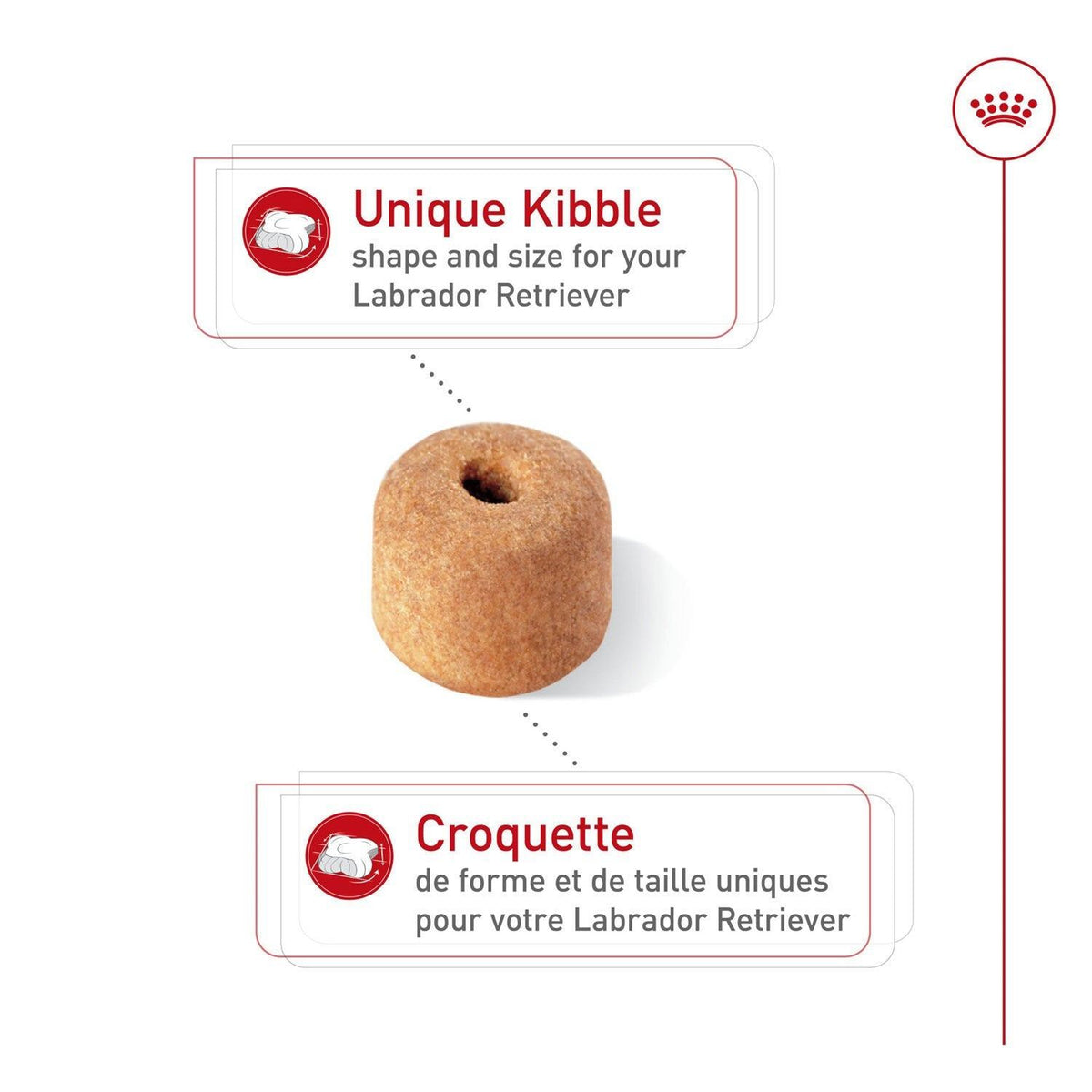 Croquettes Labrador Retriever adulte - Royal Canin