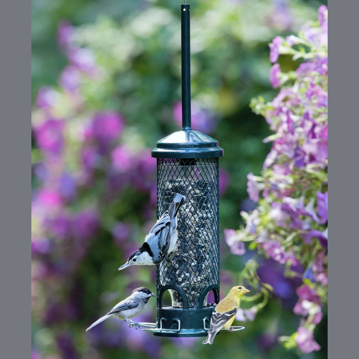 Squirrel Buster® Mini Feeder - Bromine Bird Care