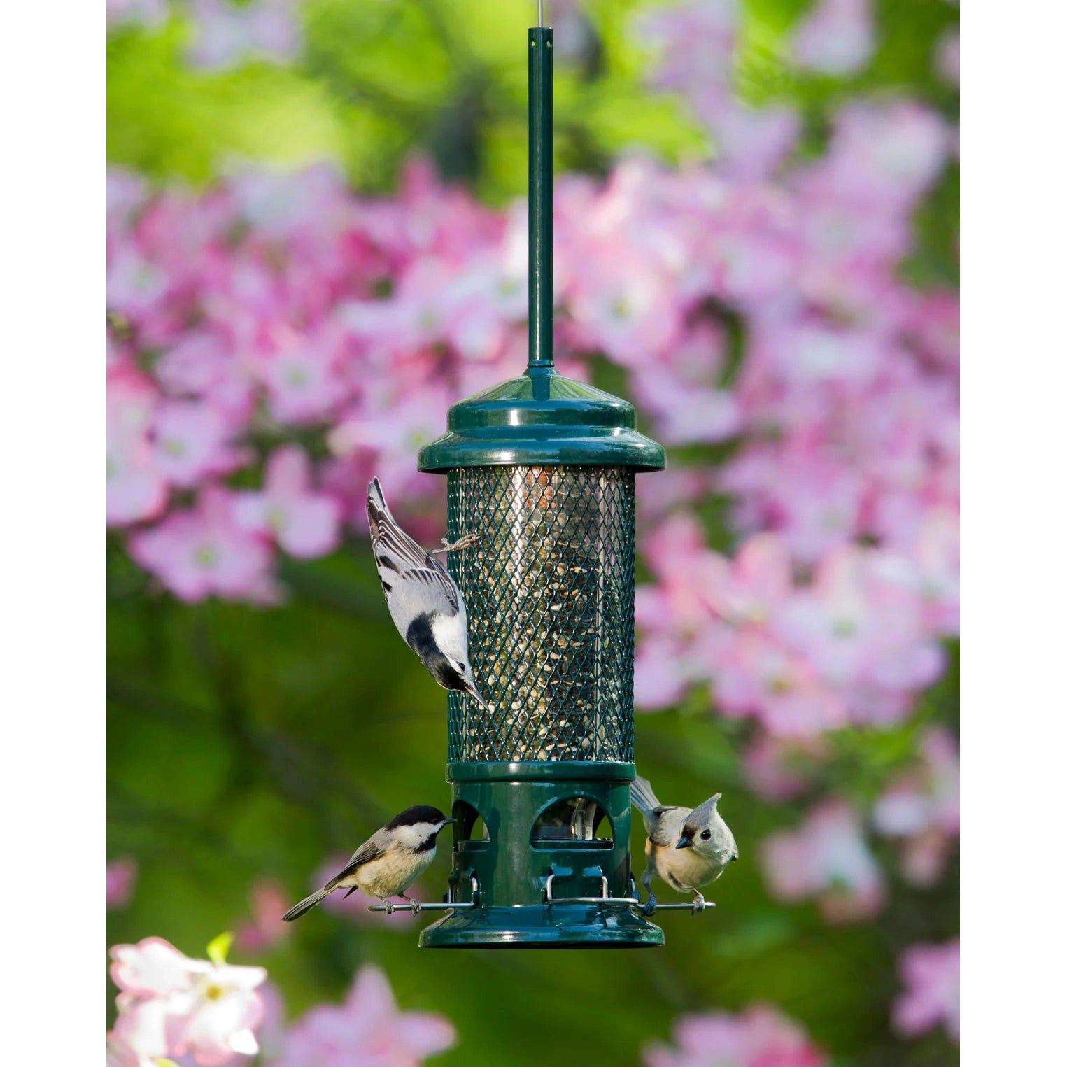 Mangeoire Squirrel Buster® Standard - Brome Bird Care