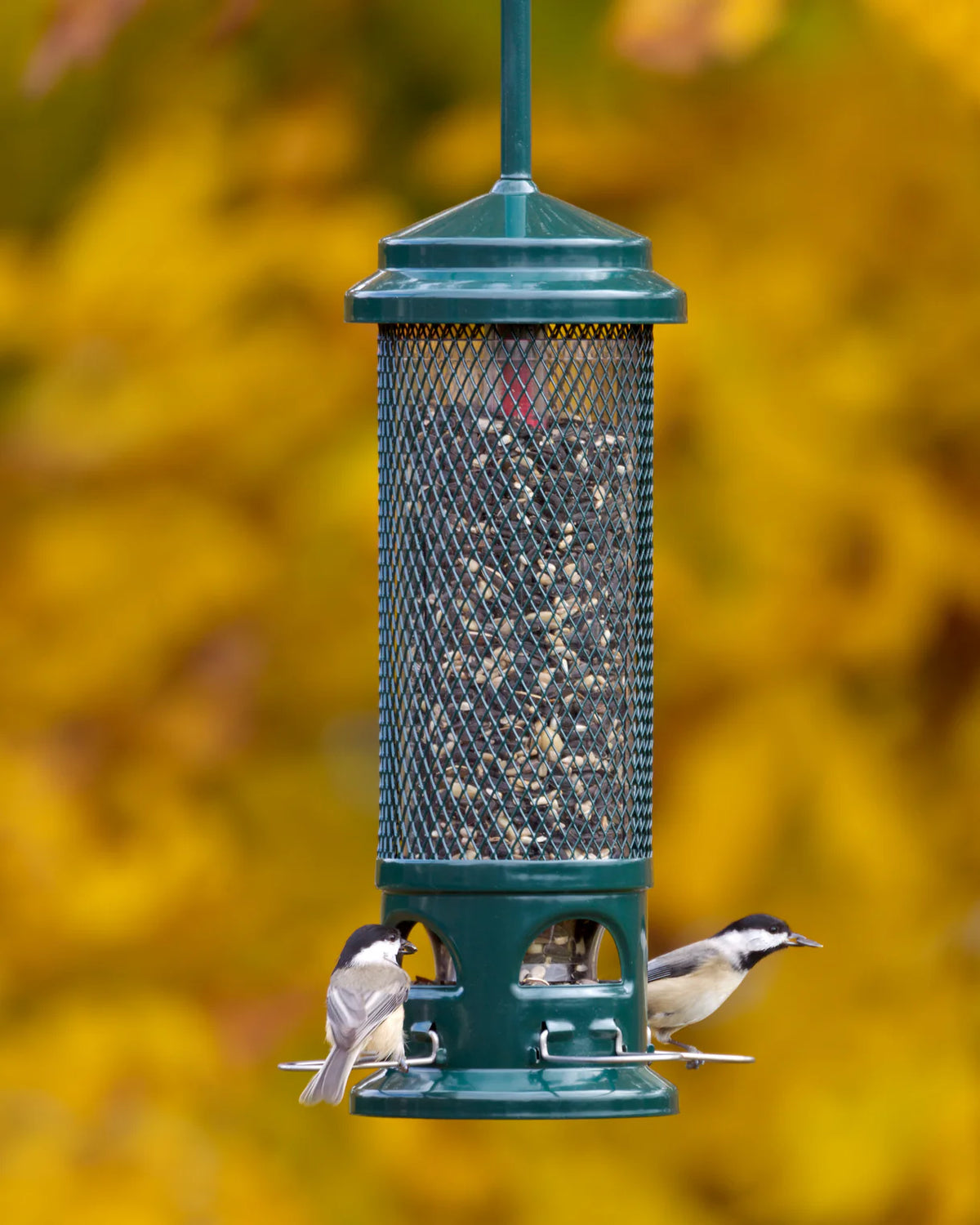 Mangeoire Squirrel Buster® Legacy - Brome Bird Care