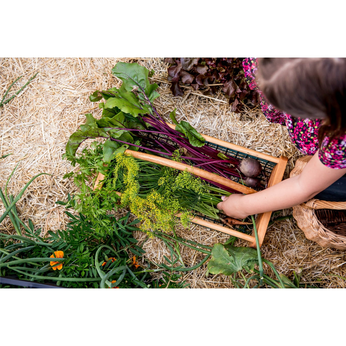 Paillis de paille pour jardin - GardenStraw (9 kg)