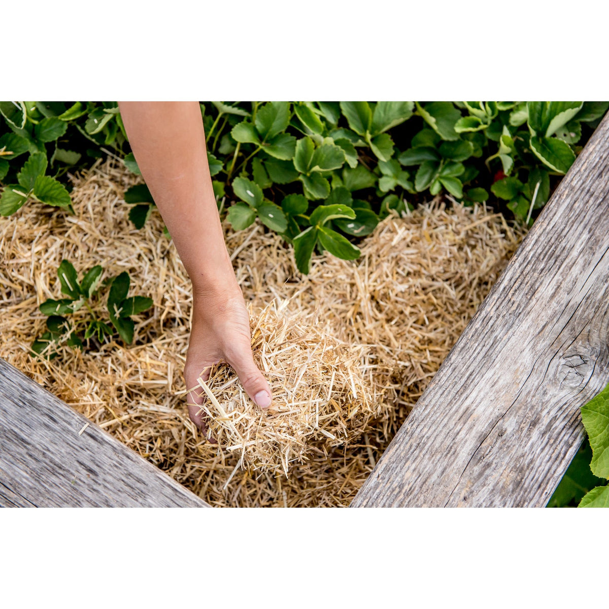 Paillis de paille pour jardin - GardenStraw (9 kg)