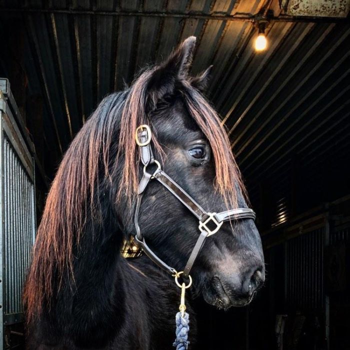 Raised Bromont Brown Leather Halter