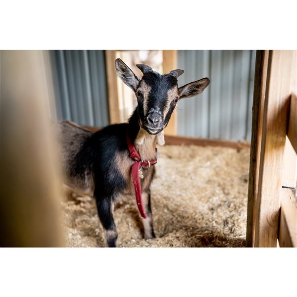 FarmStraw - Animal Straw Mulch (9kg)