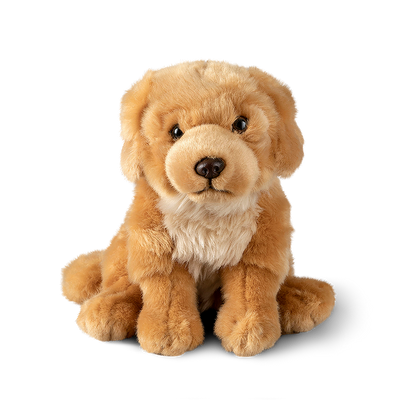 Golden Retriever Living Nature