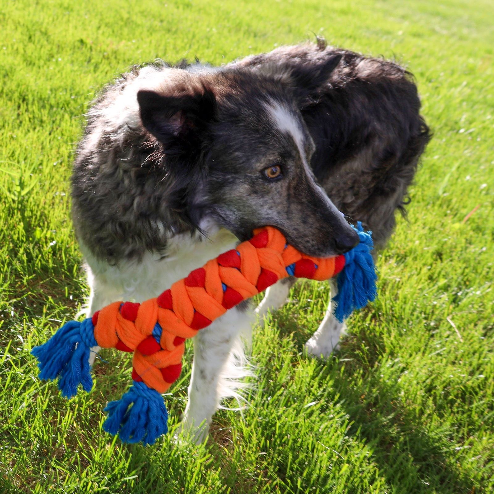 KONG Rope Rally Bone jouet pour chiens