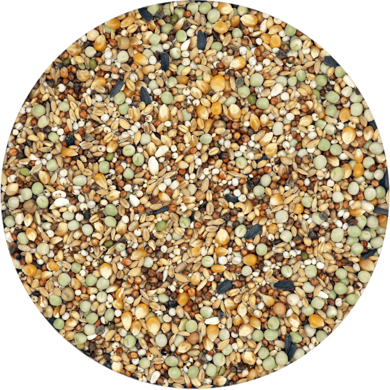 Show Standard Mix, mélange entretien pour pigeons avec maïs - Versele-Laga