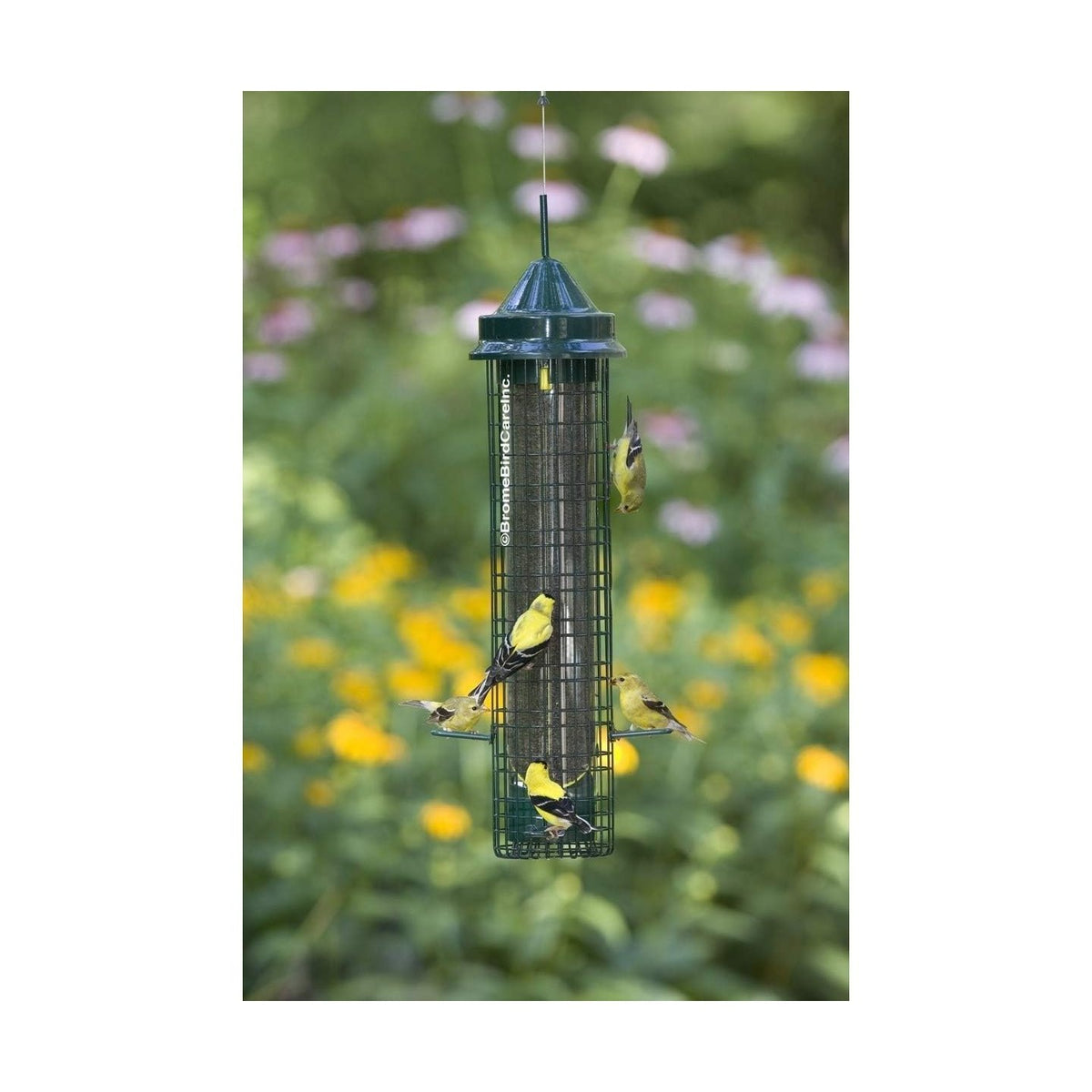 Mangeoire Squirrel Buster® Finch - Brome Bird Care