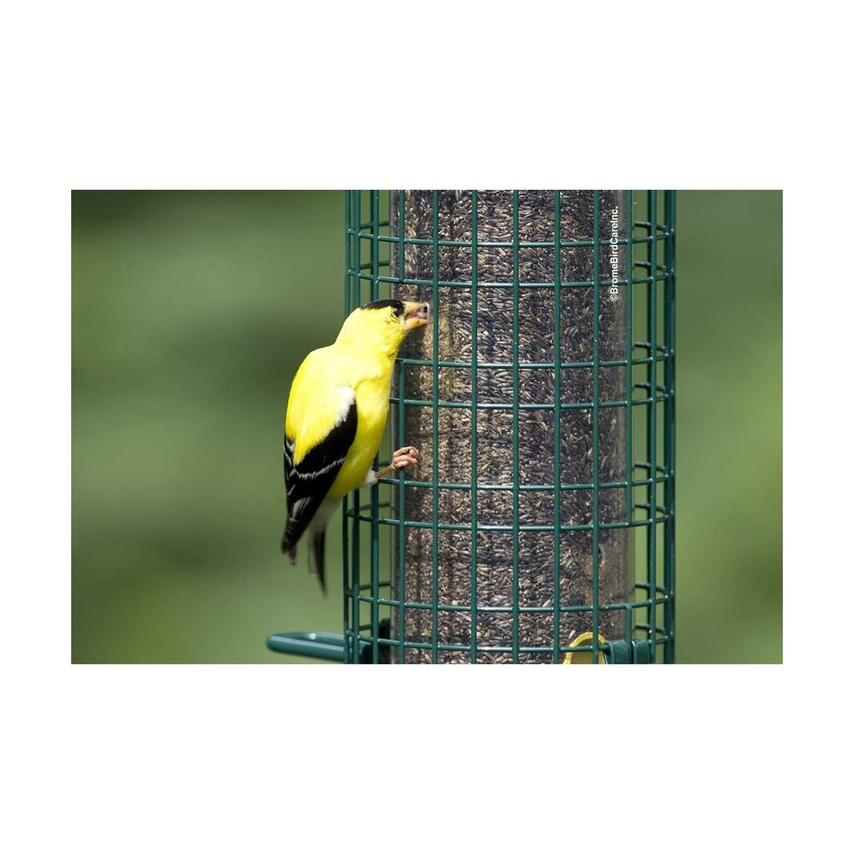 Mangeoire Squirrel Buster® Finch - Brome Bird Care