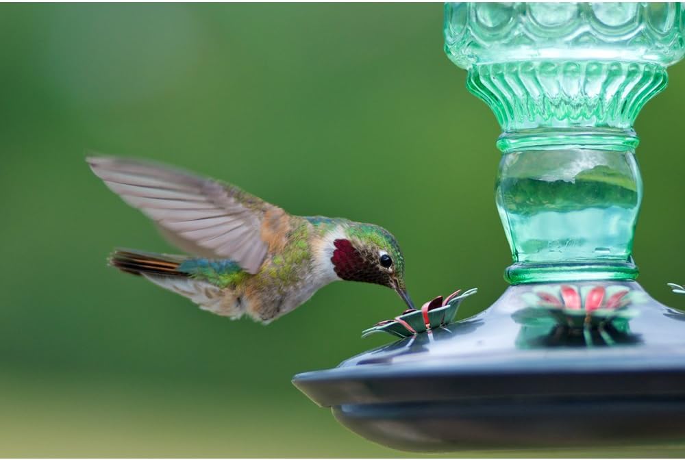 Mangeoire pour colibris, bouteille antique verte, 24 oz - Perky-Pet®