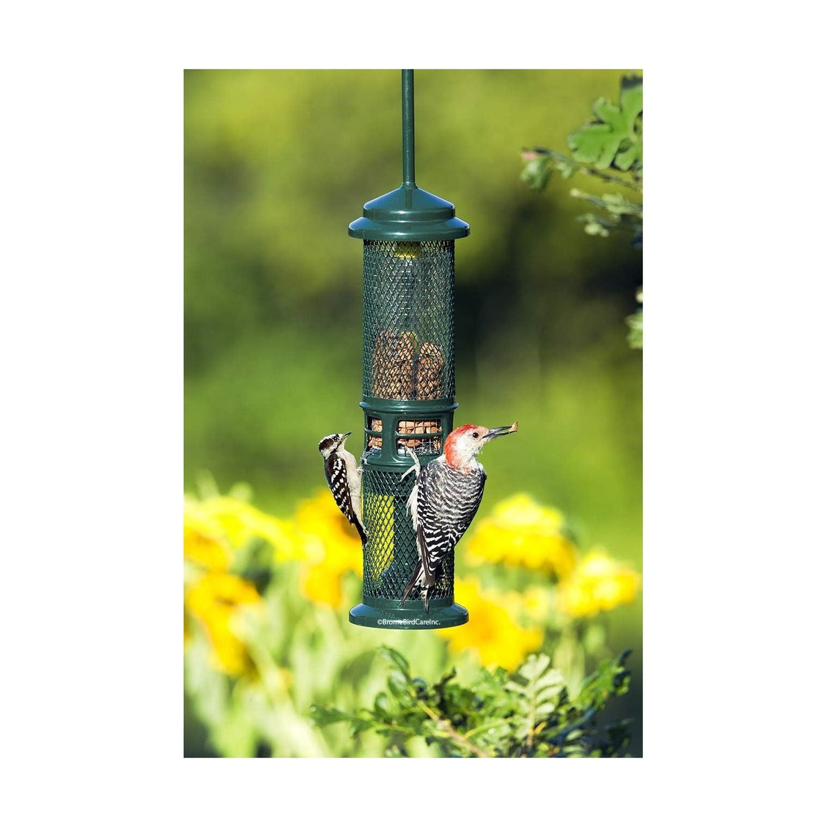 Mangeoire Squirrel Buster® Nut Feeder - Brome Bird Care