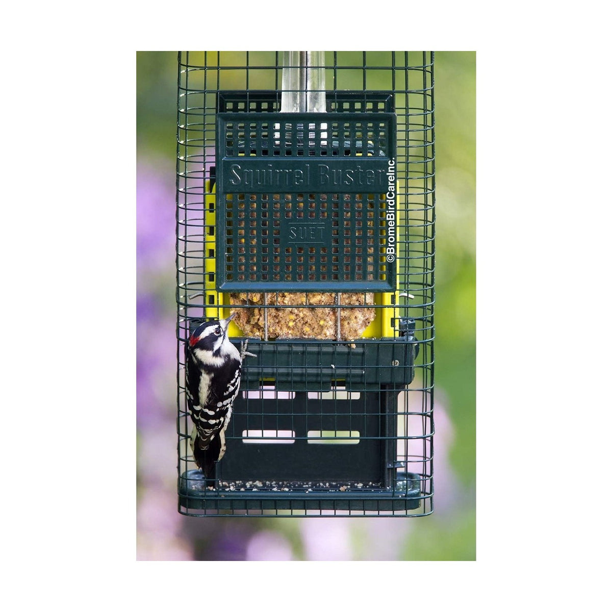 Squirrel Buster Suet Feeder